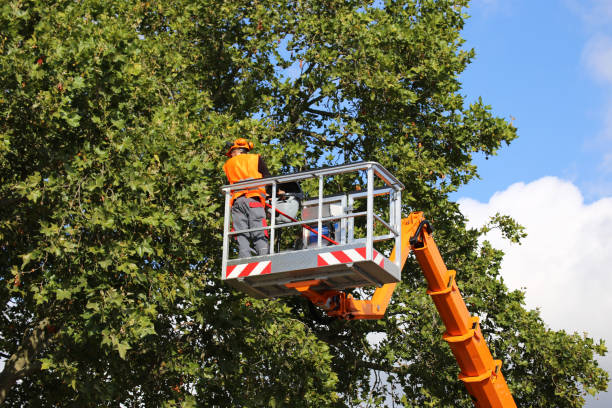 Leaf Removal in Adel, IA