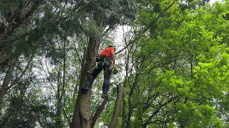 How Our Tree Care Process Works  in Adel, IA