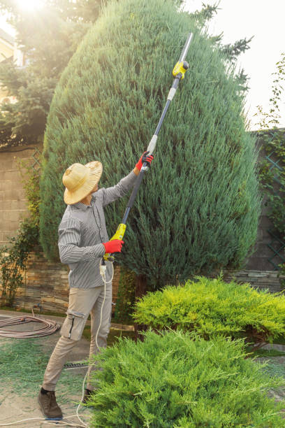 Tree and Shrub Care in Adel, IA